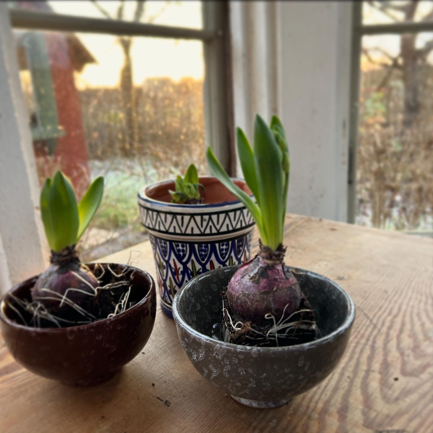 Keramikskålar med hyacinter 